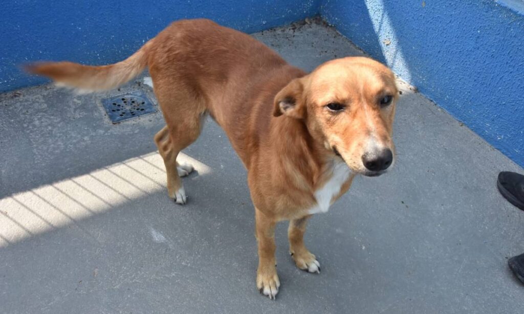 Hospital Veterinário de Santo André realiza 4ª Feira de Adoção de Animais neste sábado