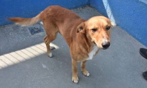 Hospital Veterinário de Santo André realiza 4ª Feira de Adoção de Animais neste sábado
