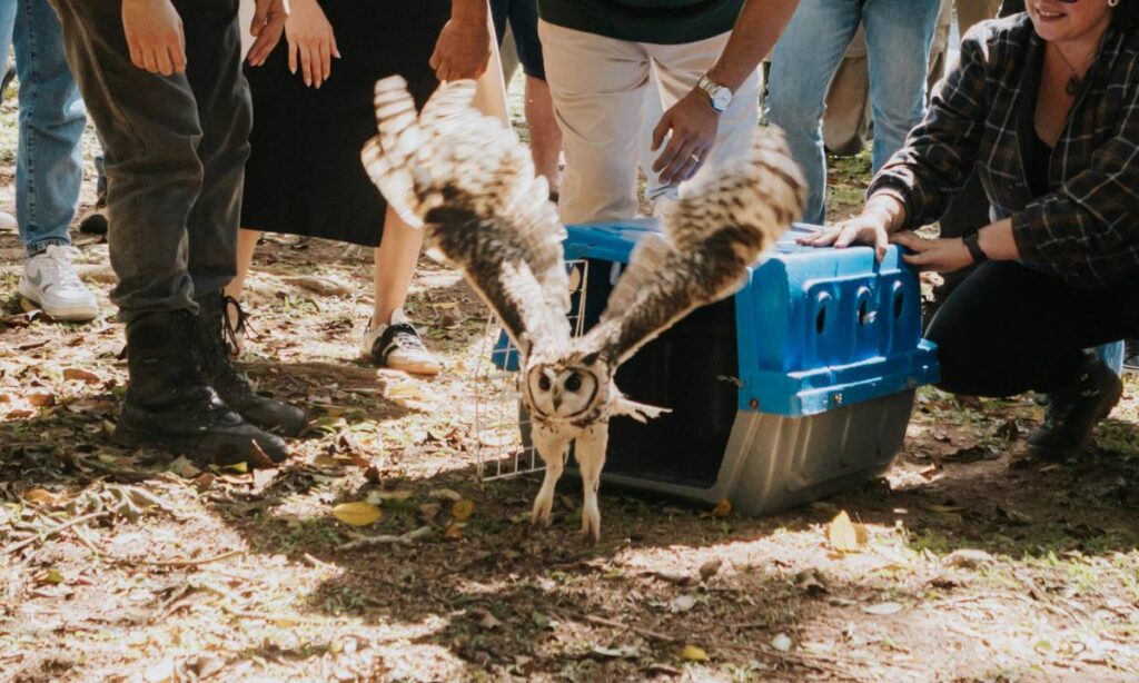 Junho Verde: São Bernardo realiza soltura de aves reabilitadas no Parque Estoril
