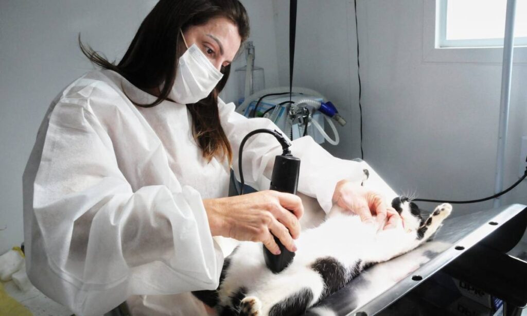 Santo André digitaliza cadastro para castração gratuita de cães e gatos