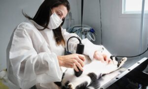 Santo André digitaliza cadastro para castração gratuita de cães e gatos
