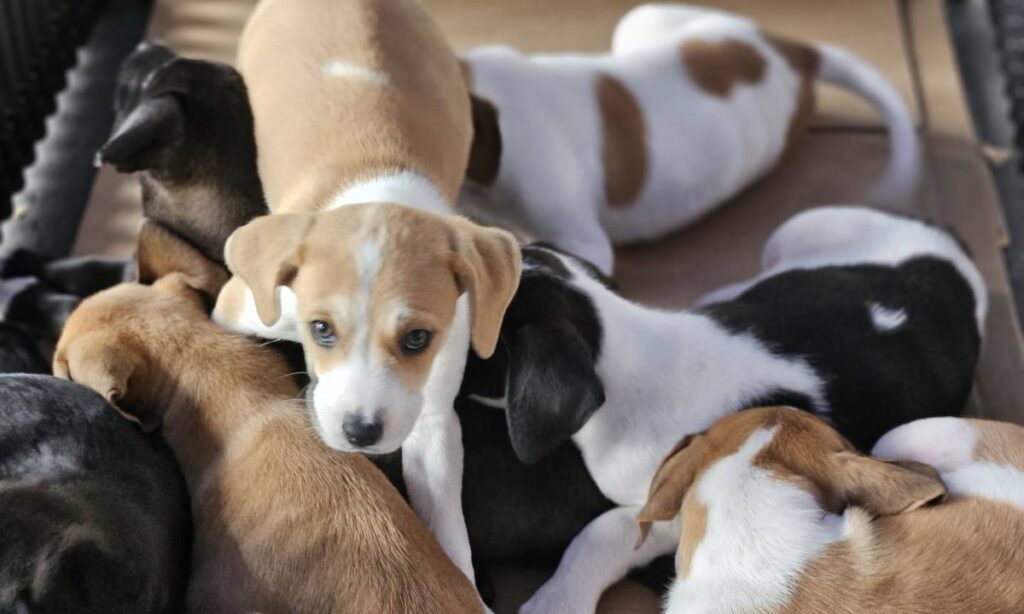 Tigela Cheia une reciclagem, bem-estar animal e cidadania ambiental neste sábado (28) 3 Tigela Cheia une reciclagem, bem-estar animal e cidadania ambiental neste sábado (28)