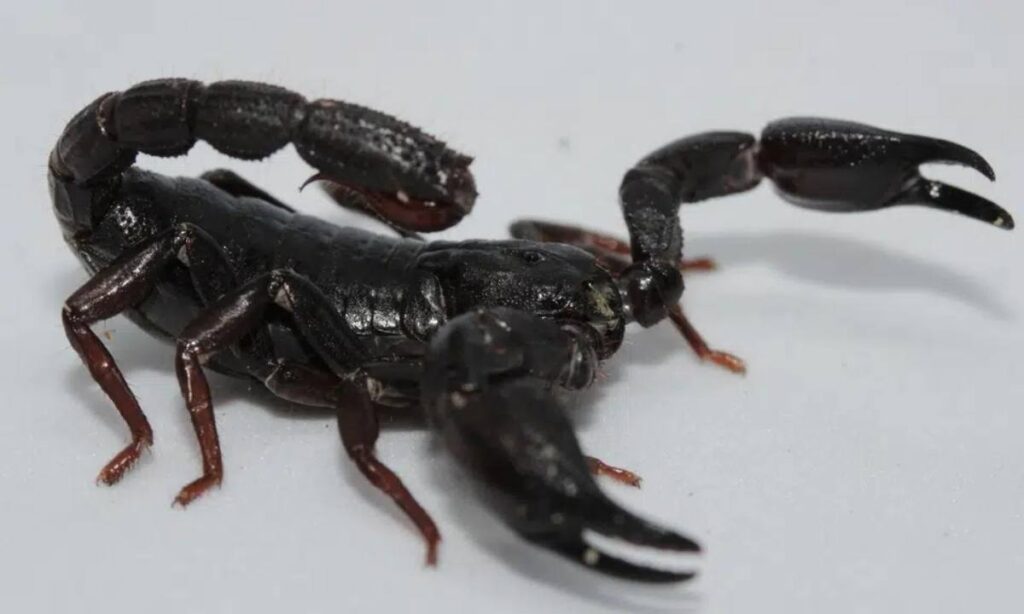 Veneno de escorpião da Amazônia pode originar tratamento contra câncer de mama, dizem cientistas da USP