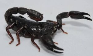 Veneno de escorpião da Amazônia pode originar tratamento contra câncer de mama, dizem cientistas da USP