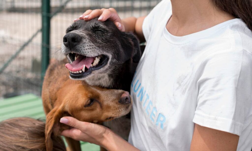 COOP realiza feira de adoção de animais em Santo André