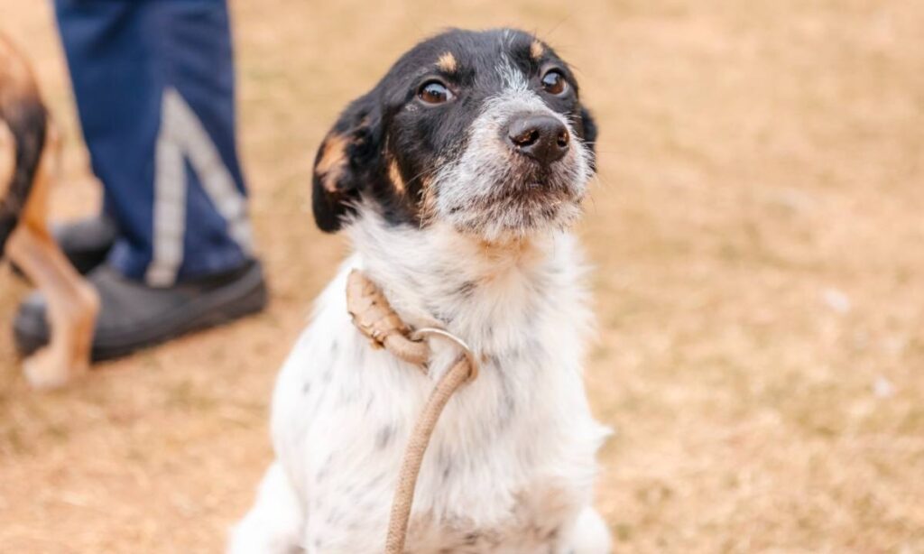 Centro de Controle de Zoonoses de São Bernardo promove feira de adoção de pets neste domingo 1 Centro de Controle de Zoonoses de São Bernardo promove feira de adoção de pets neste domingo