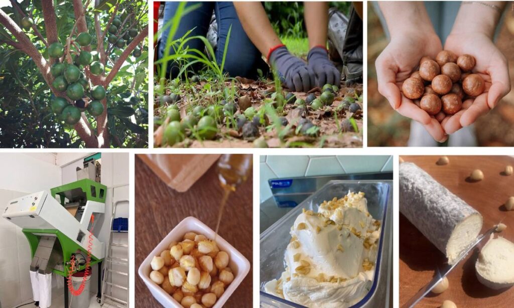 Com SP Produz, produtores rurais elevam produção de macadâmia e fortalecem cadeia da noz no interior
