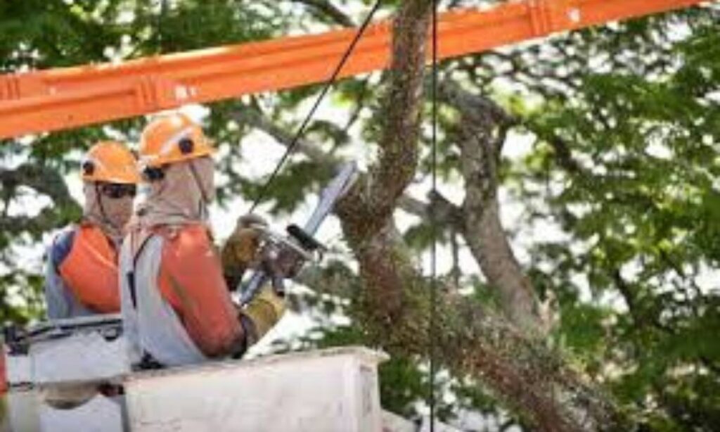 Enel executa mais de 84 mil podas de árvores no Grande ABC em 2025