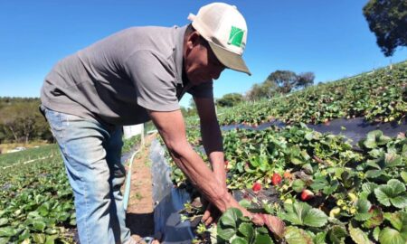 “Morango do amor” viraliza na internet e impulsiona vendas de produtores de São Paulo