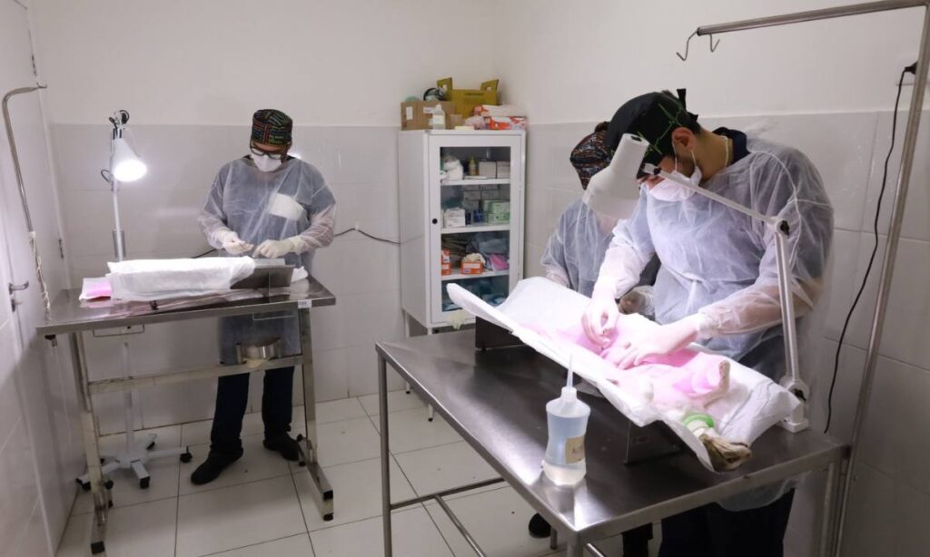 Prefeitura de Mauá reforça importância do SinPatinhas, sistema nacional de cadastro de animais domésticos
