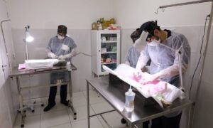 Prefeitura de Mauá reforça importância do SinPatinhas, sistema nacional de cadastro de animais domésticos
