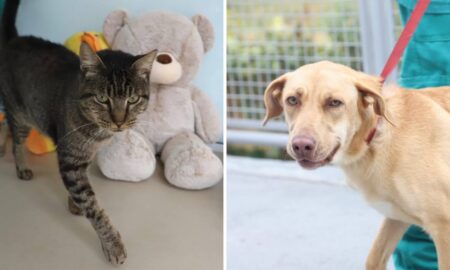 Santo André realiza feira de adoção de animais neste sábado no Hospital Veterinário