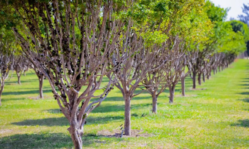 Parque Maeda abre pomar para colher e saborear jabuticabas direto do pé 1 Parque Maeda abre pomar para colher e saborear jabuticabas direto do pé