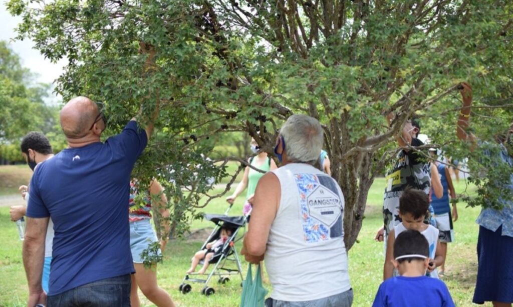 Parque Maeda abre pomar para colher e saborear jabuticabas direto do pé