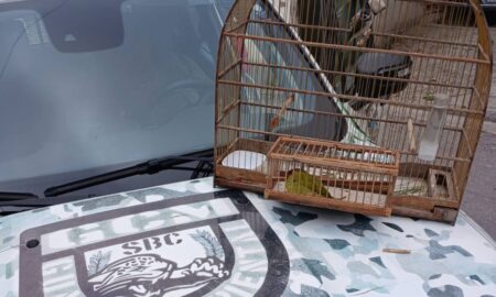 Em São Bernardo, Guarda Ambiental flagra caça ilegal de ave silvestre
