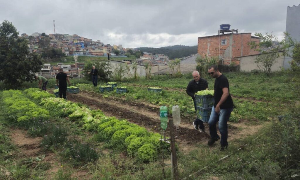 Horta Urbana de Mauá colhe 800 pés de alface para doação a famílias em vulnerabilidade Voluntário colhendo alfaces em horta urbana de Mauá com canteiros verdes ao fundo