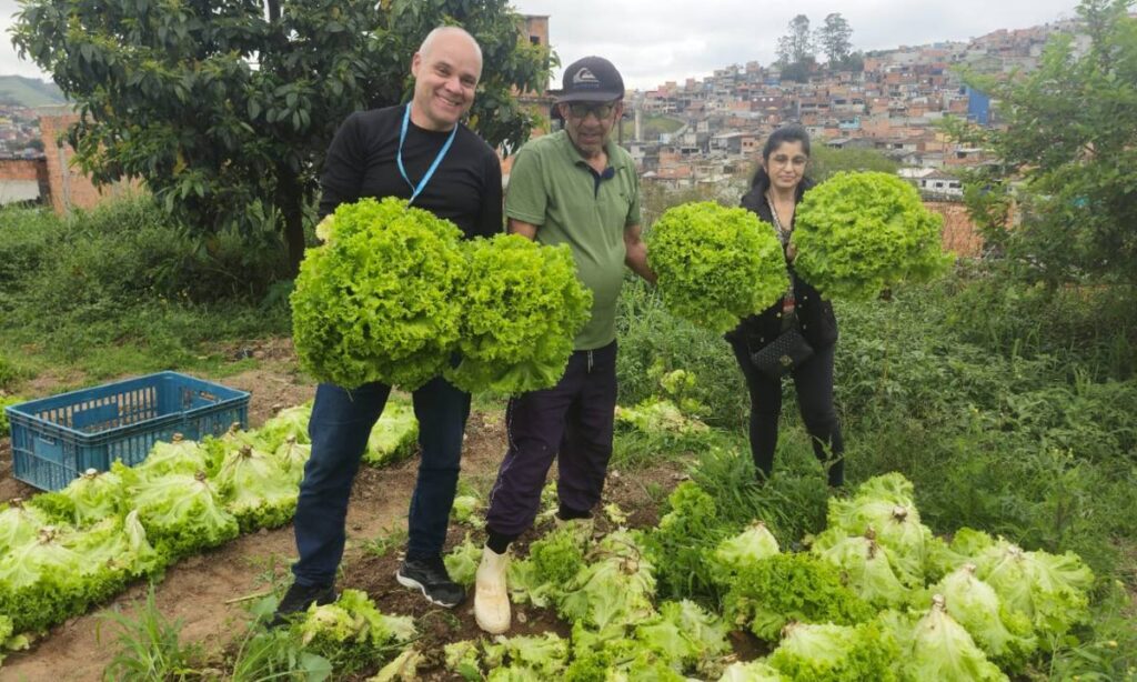 Horta Urbana de Mauá colhe 800 pés de alface para doação a famílias em vulnerabilidade