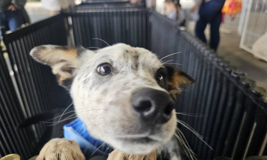 Projeto Tigela Cheia retorna neste sábado (25) com troca de garrafas PET por ração em Ribeirão Pires