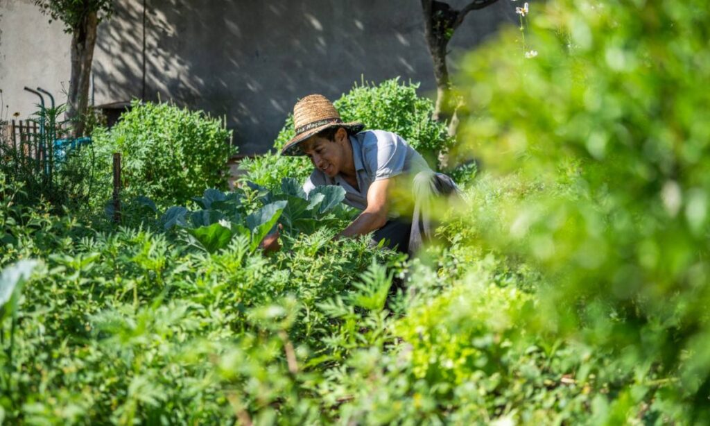 Santo André inicia consulta pública para construir política de agricultura urbana