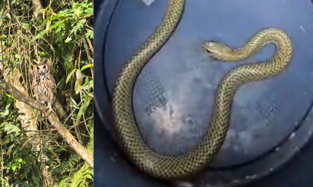Santo André realiza soltura de coruja e cobra d’água resgatadas em residências Santo André realiza soltura de coruja e cobra d'água resgatadas em residências