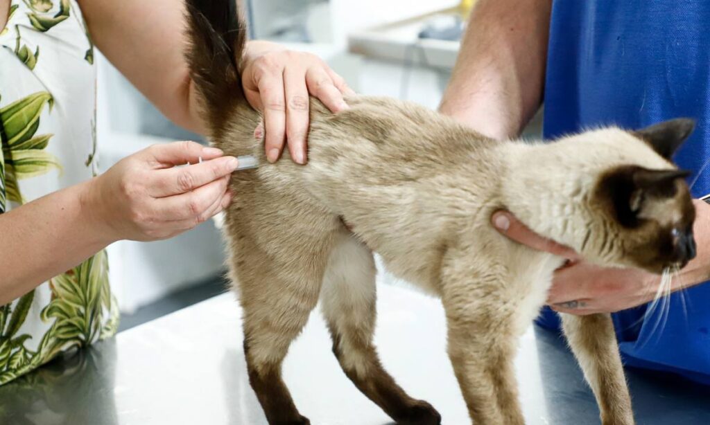 São Caetano promove vacinação antirrábica e evento de adoção de cães e gatos