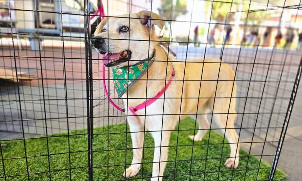 Tigela Cheia troca 300 kg de garrafas PET por ração e vacina 45 animais