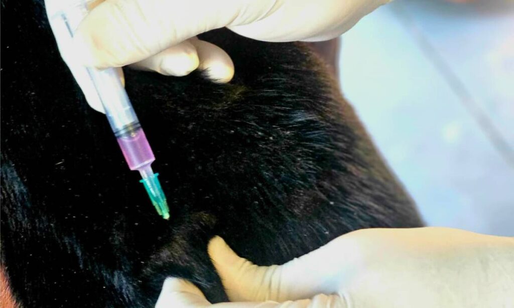 Tigela Cheia troca 300 kg de garrafas PET por ração e vacina 45 animais