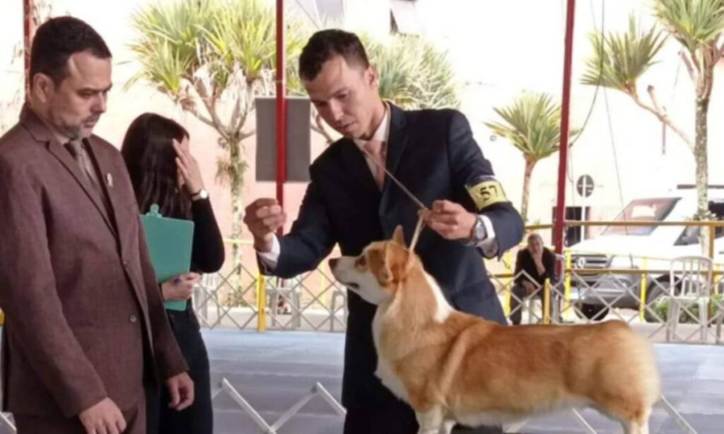 Exposição de Cães de Raça Pura movimenta Ribeirão Pires neste fim de semana