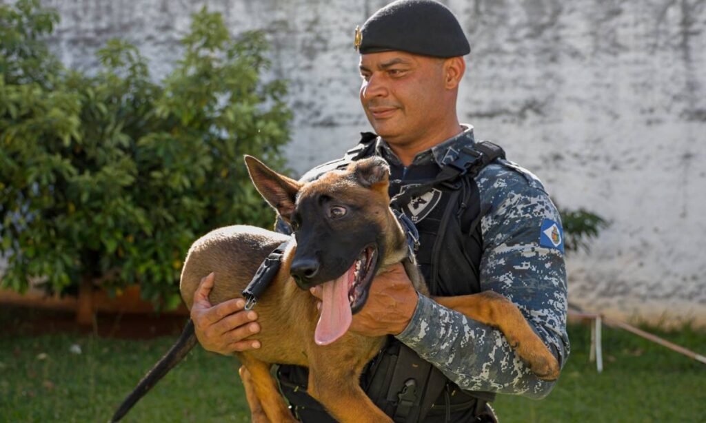 Canil da GCM de São Caetano recebe reforço de dois novos pastores Belga Mallinois Canil da GCM de São Caetano recebe reforço de dois novos pastores Belga Mallinois