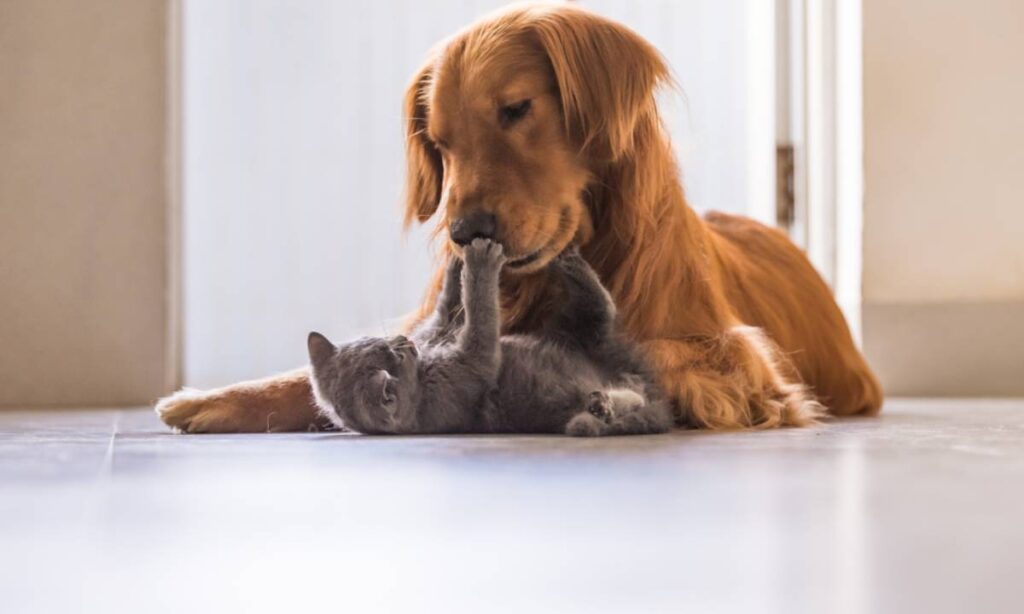 Do boato à evidência: o que a ciência explica sobre a nutrição de gatos e cães