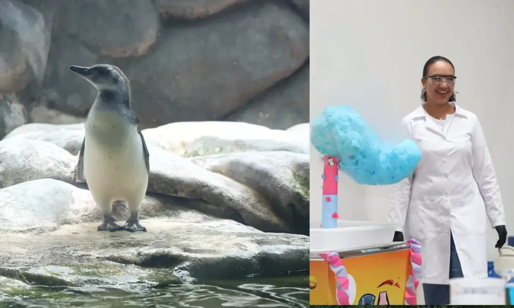 É menino! Pinguim ganha chá revelação na Sabina e público vai escolher o nome; veja as opções