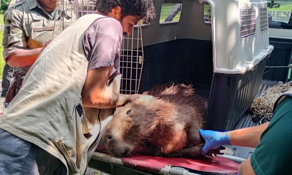 Guarda Ambiental resgata capivara ferida em área industrial de São Bernardo Guarda Ambiental resgata capivara ferida em área industrial de São Bernardo