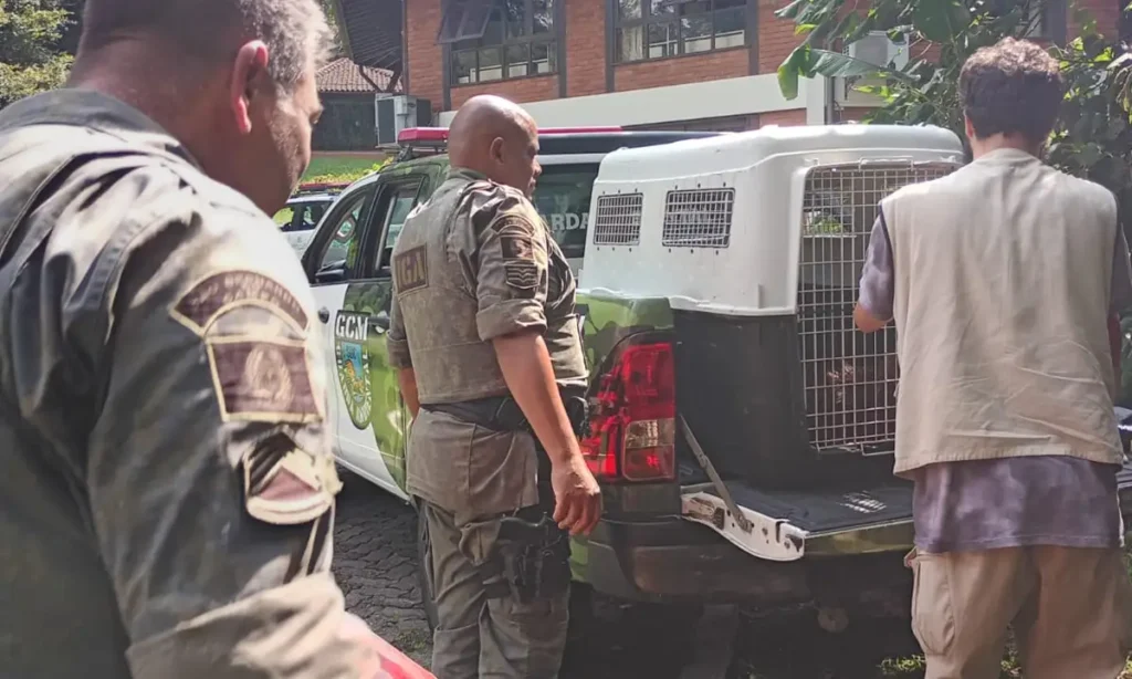 Guarda Ambiental resgata capivara ferida em área industrial de São Bernardo