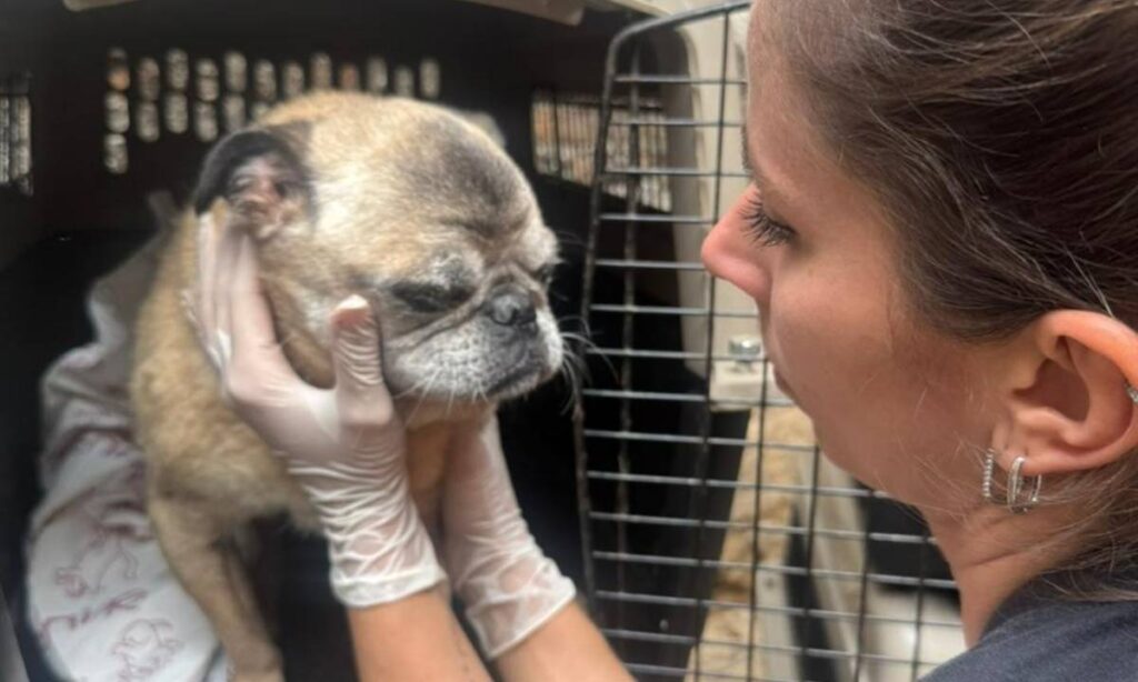 Instituto Caramelo recebe Prêmio Cidade de São Paulo em reconhecimento à sua atuação na proteção animal