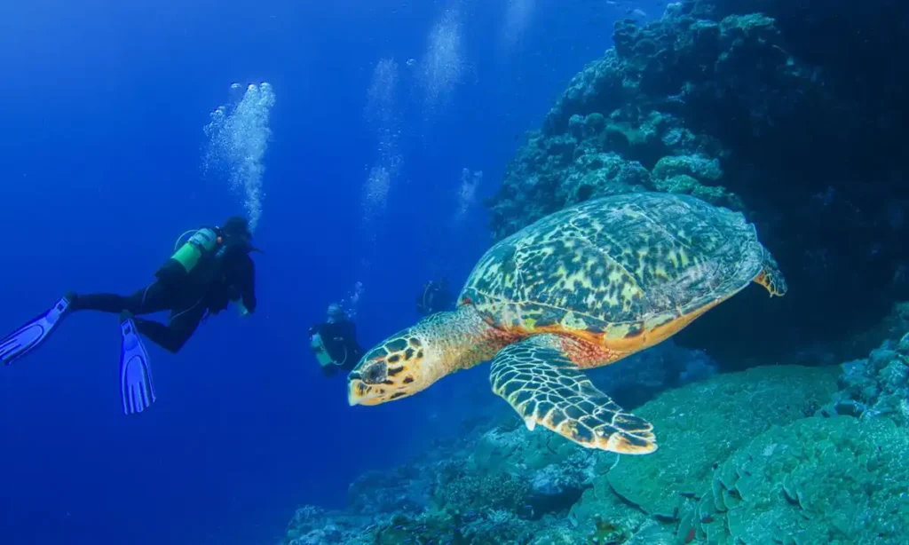 Por que Seychelles é o destino número 1 para viagens com propósito em 2026