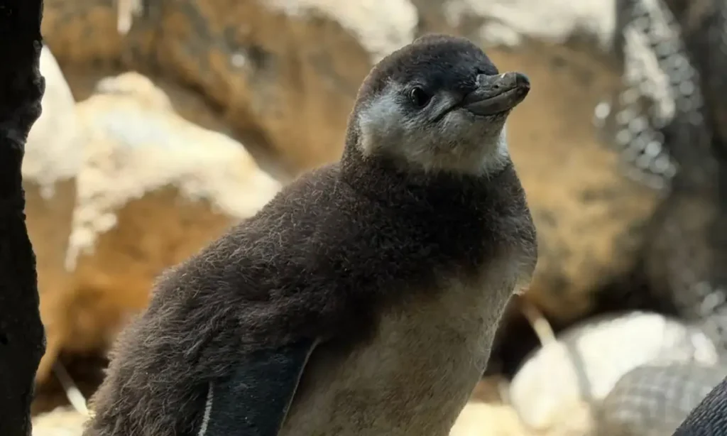 Sabina terá chá revelação de filhote de pinguim nesta quinta-feira