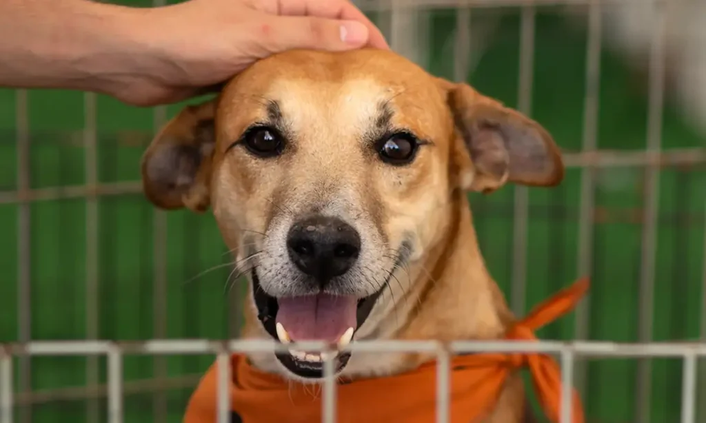 Atrium Shopping promove feira de adoção de pets neste domingo em Santo André Atrium Shopping promove feira de adoção de pets neste domingo em Santo André