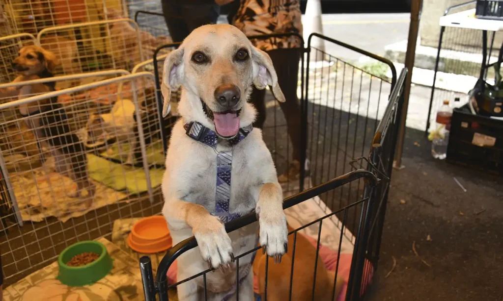 Cachorro para adoção em evento na OAB Santo André, Avenida Portugal
