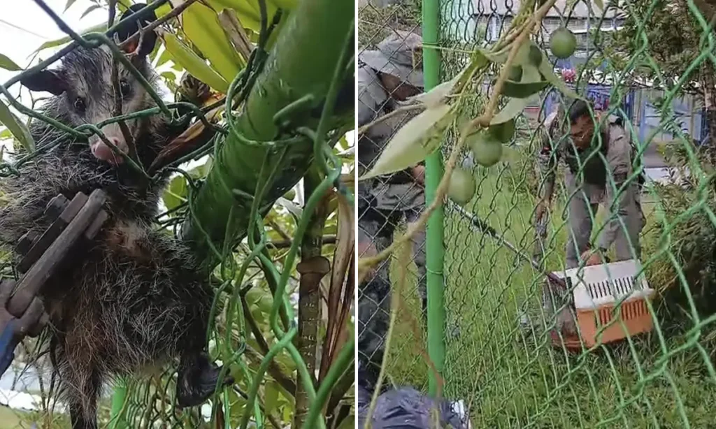GCM Ambiental resgata saruê preso em escola e alerta para alta de ocorrências em São Bernardo