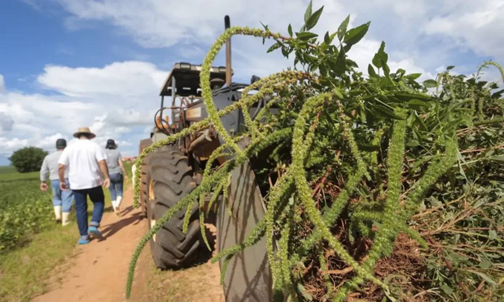 Governo de SP lança plano de guerra contra o caruru-gigante para evitar prejuízo de R$ 13 bilhões