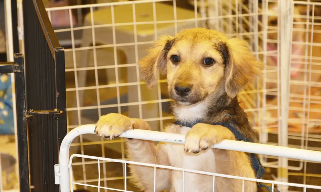 Cachorro para adoção em evento na OAB Santo André, Avenida Portugal