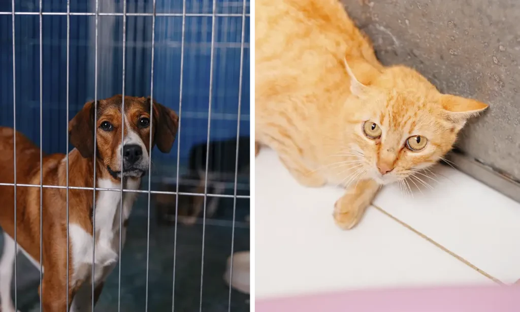 Prefeitura de São Bernardo abre inscrições para mutirão de castração; saiba quem pode participar Prefeitura de São Bernardo abre inscrições para mutirão de castração; saiba quem pode participar