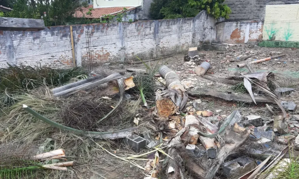 Santo André amplia fiscalização e reforça combate ao corte ilegal de árvores