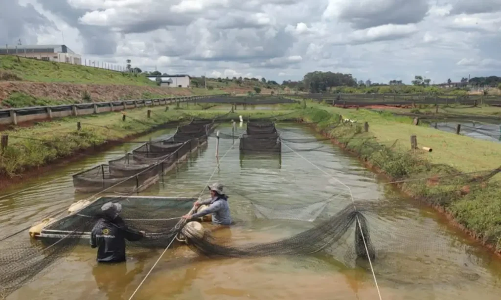 São Paulo reforça monitoramento contra vírus que mata 90% das tilápias São Paulo reforça monitoramento contra vírus que mata 90% das tilápias