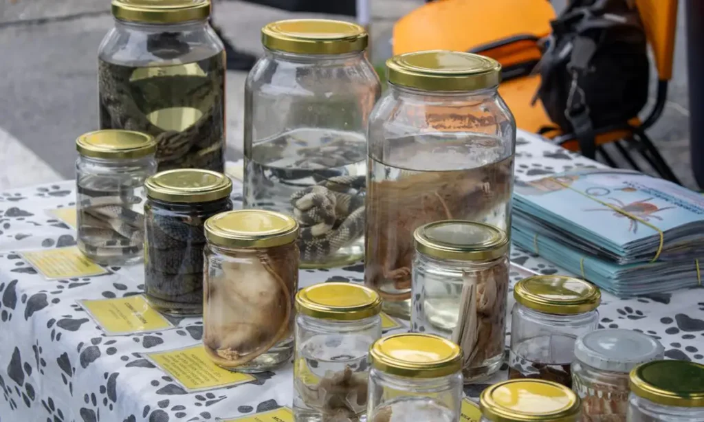 Saúde na Feira São Bernardo ensina de higiene de alimentos a combate ao escorpião na Paulicéia