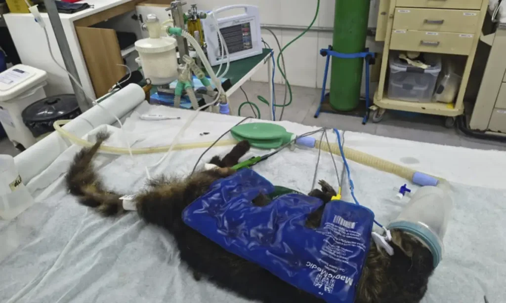 Zoológico de São Bernardo amplia capacidade clínica com novos equipamentos de reabilitação animal Zoológico de São Bernardo amplia capacidade clínica com novos equipamentos de reabilitação animal