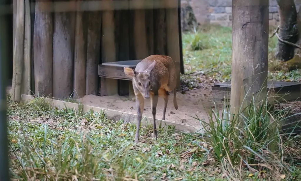 No Dia da Biodiversidade, Zoo de São Bernardo celebra soltura de dois veados recuperados na unidade de conservação No Dia da Biodiversidade, Zoo de São Bernardo celebra soltura de dois veados recuperados na unidade de conservação