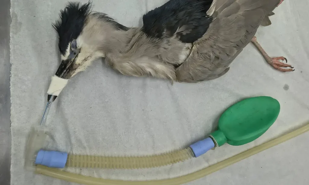 No Dia da Biodiversidade, Zoo de São Bernardo celebra soltura de dois veados recuperados na unidade de conservação