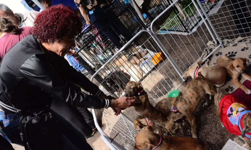 Feira “Eu amo, eu adoto” na Tenda Azul do Parque Central com 172 cães e gatos para adoção